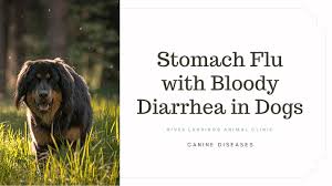 stomach flu with diarrhea in