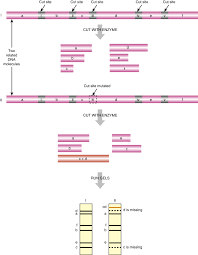 restriction endonuclease an overview