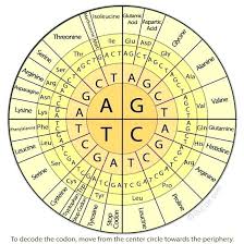 Codon To Amino Acid Circle Chart Worksheet Answers