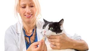 Freeze dried raw treats/food given as treats (the bones ground in are a natural way to clean teeth, plus the enzymes from raw which is the best way to clean teeth!), or just plain ol' raw. How To Get Your Cat To Take A Pill Cattime