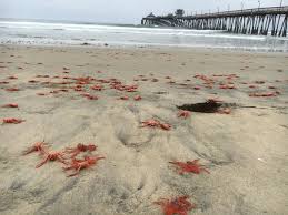 red crabs carpet california beaches