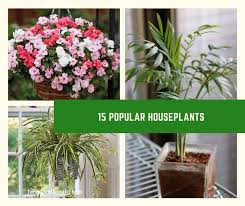 15 most popular houseplants how to