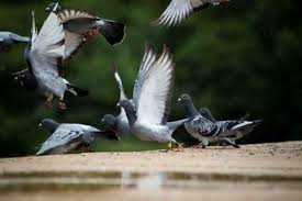 how to get rid of pigeons a complete