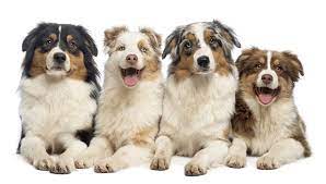Rescue dogs will likely only cost the amount that you are required to pay for adoptions. Australian Shepherd Breeders Australia Australian Shepherd Info Puppies