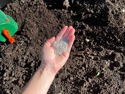 how to plant gr seed on hard dirt