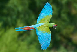 military macaw world