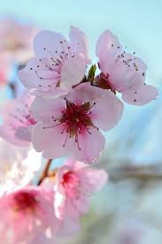 Fiori rosa, fiori di pesco, è una famosa canzone di lucio battisti che ha reso i fiori rosa molto più noti e orecchiabili di quelli di altri colori. Fiori Di Pesco Spring Colorful Color Bloom Pesco Jpg 424 640 Fiori Di Pesco Sfondi Floreali Immagini Di Fiori