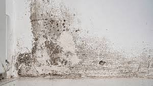 What Is Black Mold And How Dangerous Is It