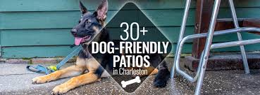 30 dog friendly patios in charleston