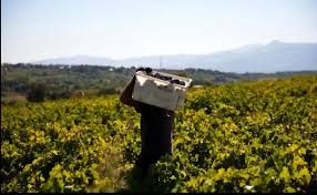 Bodegas Pittacum adelanta la vendimia con la previsión de exportar casi la  mitad de su producción de vinos | vinopremier