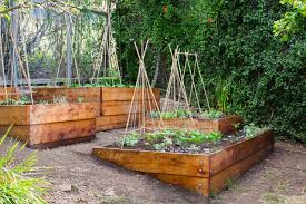 10 Steps To Get Your Edible Garden Started