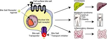bile salt based therapies