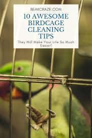 10 birdcage cleaning tips you just have