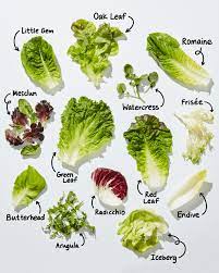 Types Of Leaves For Salad gambar png