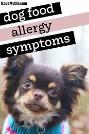 dog food allergy symptoms i love my chi