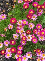 flowers that almost look like daisies