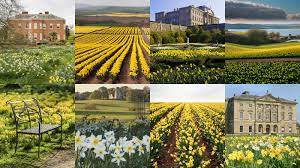 the prettiest daffodil fields in the uk