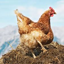 🔻مزایای مهم مصرف کود مرغی برای درختان میوه 🍃استفاده از کود مرغی باعث می شود بستر مناسبی از خاک برای پرورش گیاهان و یا سبزیجات فراهم شود. 🍃باعث افزایش مواد طبیعی خاک
