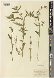 Buglossoides Moench | Plants of the World Online | Kew Science