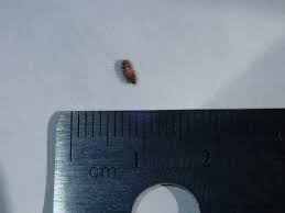 carpet beetle larvae please verify