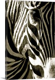 Zebra Head Wall Art Canvas Prints
