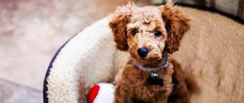 Knudawn southern goldendoodles, only breeding with morals, values and integrity. How To Find A Responsible Dog Breeder The Humane Society Of The United States