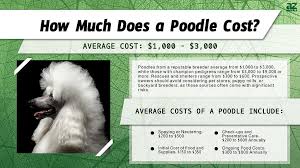 poodle s in 2023 purchase cost