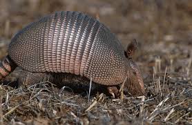 holes in your lawn look for armadillos