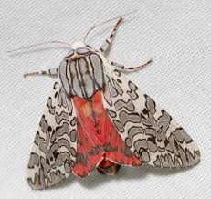 Image result for Isochaetes Beutenmuelleri and its moth form