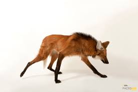 Photo Ark Home Federally Endangered Maned Wolf | National Geographic Society
