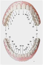 Dental Chart With Teeth Numbers Tooth Numbering Diagram
