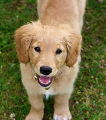 miniature golden retriever dog breed