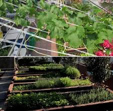 rooftop vegetable gardening design