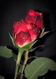 red rose flower nature love beauty