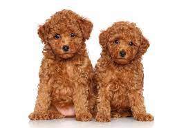 poodles as pets cost life expectancy
