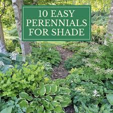 10 easy perennials for shade