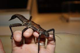 stick insects order phasmatodea