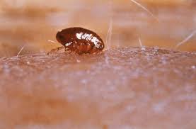 using borax boric acid to kill fleas