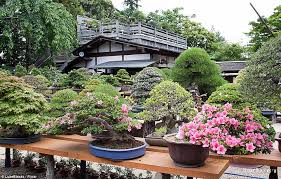 Are Bonsai Trees Hard To Keep Alive