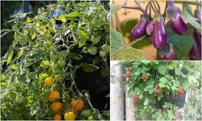37 Edible Plants You Can Easily Grow In