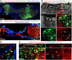 The hard thing about hard things: Programmed Conversion Of Hypertrophic Chondrocytes Into Osteoblasts And Marrow Adipocytes Within Zebrafish Bones Elife