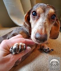 how to cut dachshund nails what