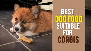 Best Dog Food For Corgis Tips For A Right Corgi Food Petmoo