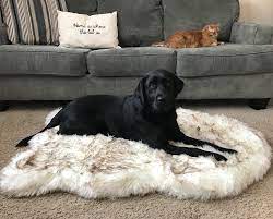 the best carpet choices for pets