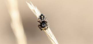 Have Jumping Spiders Invaded Your Home