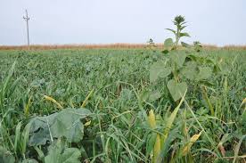 Soil Health Minute Consider A Cover Crop On Prevented