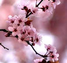 Over 20,165 flowering plum pictures to choose from, with no signup needed. Pin By Gail Rogers On Gardening Plants And Flowers Flowering Plum Tree Plum Tree Cherry Blossom Tree