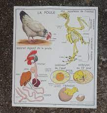 Rossignol Educational Poster the Hen and the - Etsy Israel