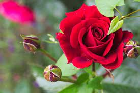 Rose Flower Growing Tips And Tricks