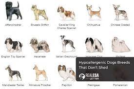 hypoallergenic dogs 40 dog breeds